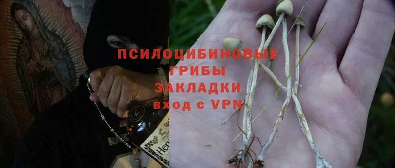 Псилоцибиновые грибы Psilocybe  Октябрьск 